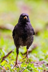 Purple Gallinule Bird Standing on Ground with Bright Green Bokeh Background