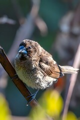 Small Brown Songbird with Blue Beak Perched on Branch in Wild Forest Habitat