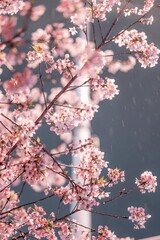Pink Cherry Blossoms Blooming on Branches with Soft Bokeh Background Spring Atmosphere Fuzhou