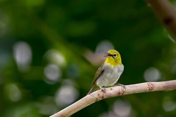 Small Yellow Songbird Perched on Branch in Forest with Natural Bokeh Background Effect