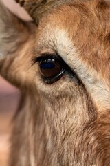 Fototapeta premium Taxidermy Deer Eye Closeup - Museum Natural History Exhibit Display with Detailed Fur Texture