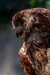 Close-up Portrait of Brown Owl with Yellow Eye - Detailed Wildlife Photography