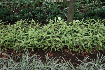 green grass background