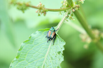 Fototapeta premium Metallic Intruder: Japanese Beetle on Leaf with Feeding Damage and Floral Surroundings