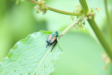 Metallic Intruder: Japanese Beetle on Leaf with Feeding Damage and Floral Surroundings