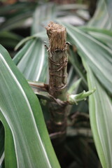 green lizard on a branch