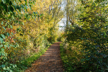 Beautiful fall landscape in Almere forest park, Netherlands. Yellow fallen leaves on a path between autumn trees, selective focus.