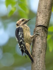 Spotted Woodpecker Perched on Tree Trunk in Natural Forest Habitat with Green Bokeh Background