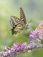 Striped Butterfly Feeding on Purple Wildflowers in Natural Garden Setting