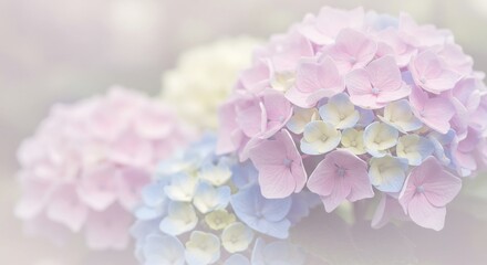 Fototapeta premium 優しい光に包まれた紫陽花 淡いパステルカラーの花びら 美しく咲く. AI Generated