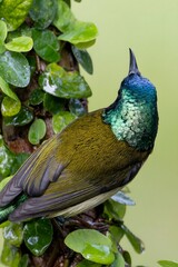 Iridescent Hummingbird with Blue Crown Perched Among Lush Green Tropical Rainforest Foliage