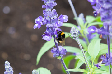 Honeybee on Blooming Lavender Flowers in Summer Garden, Hokkaido, Japan