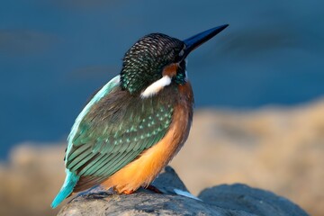 Vibrant Kingfisher Bird Portrait Perched on Rock with Stunning Colorful Plumage