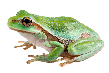Naklejka premium frog isolated on a transparent background, a png file with a white background