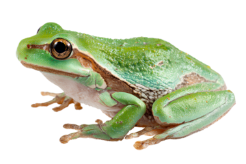 frog isolated on a transparent background, a png file with a white background