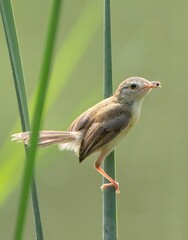 Plain Prinia Warbler Bird Perched on Reed Stem with Insect Prey in Natural Wetland Habitat