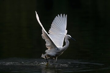 Graceful White Egret Dancing with Outstretched Wings on Dark Lake Water Surface - Elegant Wildlife Ballet Performance