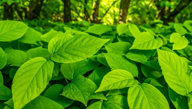 Lush green leaves in a dense thicket