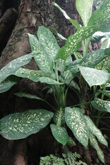 water drops on a plant