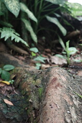 moss on tree