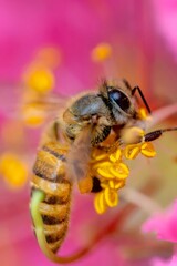 Honeybee Collecting Pollen from Flower Stamen - Extreme Macro Photography with Vibrant Pink Bokeh Background