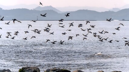 Flock of migratory birds flying over Shenzhen bay waters with misty mountain backdrop