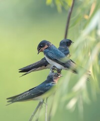 Three Young Swallows Perched Together on Branches in Natural Green Wildlife Habitat