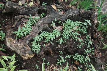 roots of tree