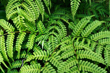 Close up of Histiopteris incisa green fern background