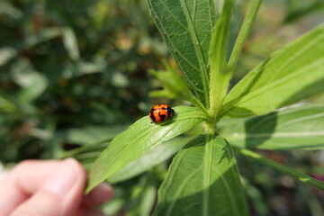 Close-up of a bright ladybug resting on a fresh green leaf in natural sunlight outdoors