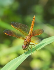 Golden Dragonfly with Translucent Wings Perched on Green Grass Blade in Natural Summer Habitat