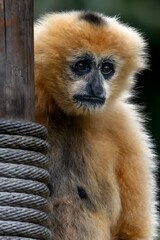 Golden Gibbon with Intense Gaze Sitting on Rope in Zoo Enclosure - Wildlife Primate Portrait