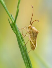 Golden Shield Bug on Green Grass Stem with Soft Bokeh Background