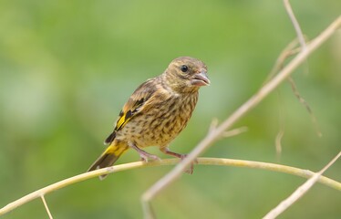 European Siskin Bird Perched on Reed Stem in Natural Wetland Habitat with Soft Green Background