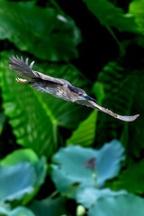 Gray Heron Flying Over Wetland Pond with Lotus Lilies and Green Foliage