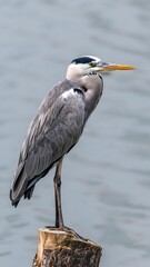 Great Blue Heron Standing on Wooden Post by Calm Water - Wildlife Bird Photography