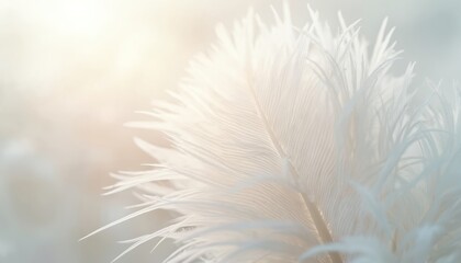 Fototapeta premium Soft white feather texture with subtle gradient, airy feel. Delicate, fine filaments create peaceful, serene atmosphere. Light pastel tones offer tranquil backdrop. Ideal for backgrounds, design