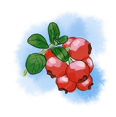 red berries on a branch with green leaves