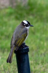 Great Tit Bird Perched on Metal Post in Natural Wildlife Habitat with Green Background