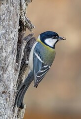 Great Tit Bird Perched on Tree Trunk in Natural Wildlife Habitat