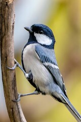 Great Tit Bird with Black Head and White Cheeks Perched on Branch in Nature Wildlife Photography