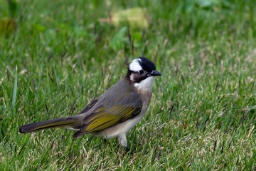 Obraz premium Great Tit Bird with Black Head and White Cheeks Standing in Green Grass Natural Habitat