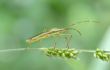 Assassin Bug with Long Antennae Perched on Green Plant Stem in Natural Summer Habitat - Macro Photography