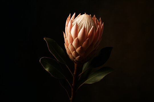 Close-up of a pink protea flower with green leaves illuminated by soft light against a dark background in a dramatic abstract composition. Ai generative
