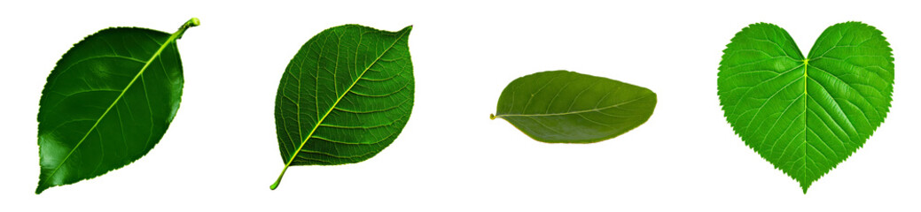 Four distinct green leaves with prominent veins on a transparent background, cut out