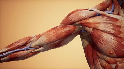 Detailed anatomy of the shoulder and upper arm