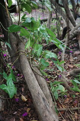 tree in the forest