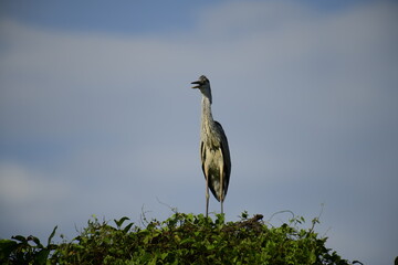 This image features a Grey Heron, a large wading bird recognizable by its long legs, slender neck,...