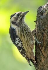 Grey-headed woodpecker perched on tree trunk in forest habitat with soft green natural background