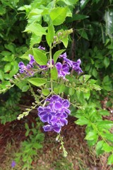Duranta flowers on the bush in Florida nature